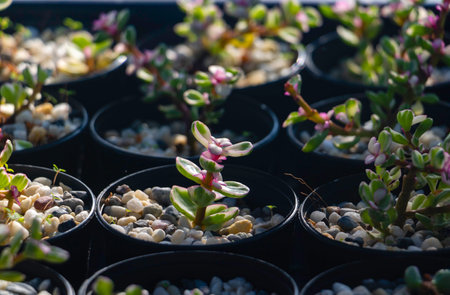 Beautiful succulent plants in pots on the windowsill, stock photoの写真素材