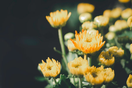 Beautiful chrysanthemum flower in the garden - Vintage Filterの写真素材