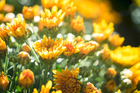 Yellow chrysanthemum flowers in the garden. Close up.の写真素材