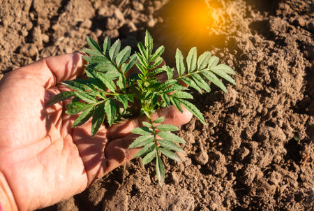 Seedling in the ground in the hands of a manの写真素材