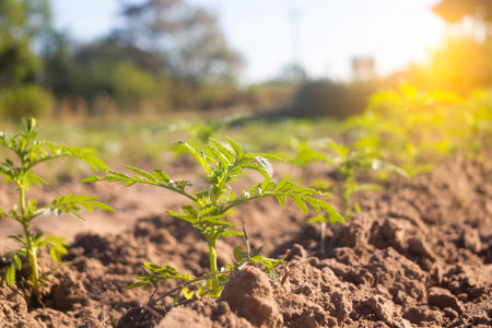 Tomato seedlings in the field at sunset. Organic farming.の写真素材