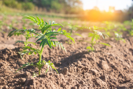 Seedlings in the field. Growing plants in the field.の写真素材