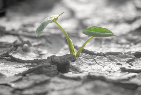 Close up young plant growing up on desolate land.New life concept.Small plants on the crack...