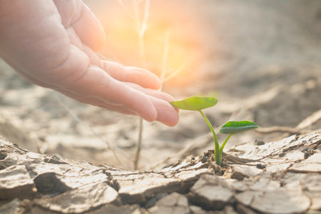 Human hand holding young seedling growing on dry cracked earth background.の写真素材