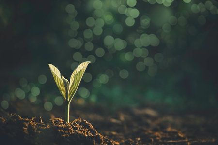 Growing plant,Young plant in the morning light on ground background, New life concept.Small plant on the ground in spring.の写真素材
