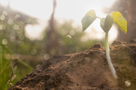 Green seedling illustrating concept of new life and eco-friendly livingの写真素材