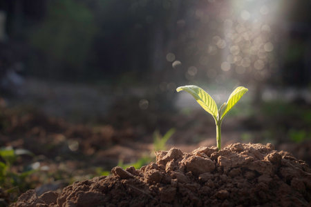 Growing plant,Young plant in the morning light on ground background, New life concept.Small plant on the ground in spring.の写真素材