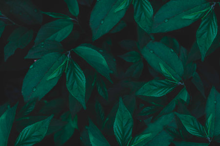 Top view leaf background.Green leaves color tone dark in the morning.Tropical Plant in Thailand,environment,good air.photo concept nature and plant.の写真素材