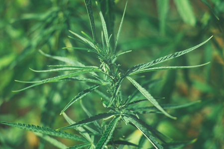 Top view Cannabis leaves of a plant on a dark background.Green leaves color tone dark in the morning. Cannabis Texture,environment, Marijuana Leaf.photo concept fresh and cannabis plant growing.の写真素材