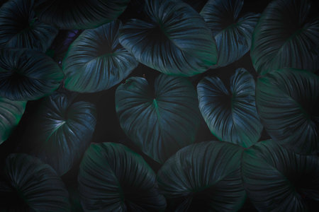 Top view leaf background.Green leaves color tone dark in the morning.Tropical Plant in Thailand,environment,good air.photo concept nature and plant.の写真素材