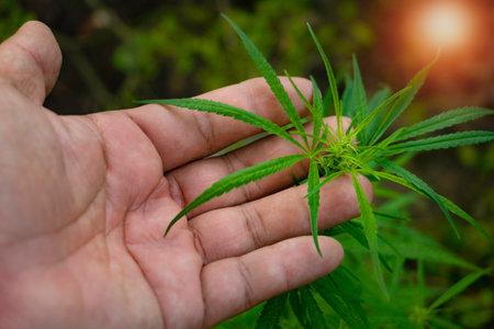 Top view hand touching is Cannabis leaves of a plant on a dark background.Green leaves color tone dark in the morning.Cannabis Texture, Marijuana Leaf.photo concept fresh and cannaの写真素材