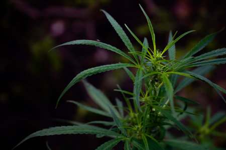 Top view Cannabis leaves of a plant on a dark background.Green leaves color tone dark in the morning. Cannabis Texture,environment, Marijuana Leaf.photo concept fresh and cannabisの写真素材