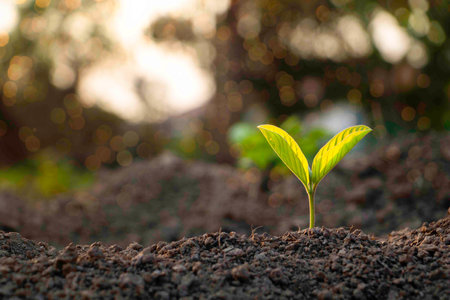 Growing plant,Young plant in the morning light on ground background, New life concept.Small plant on the ground in spring.の写真素材