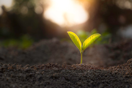 Growing plant,Young plant in the morning light on ground background, New life concept.Small plant on the ground in spring.の写真素材