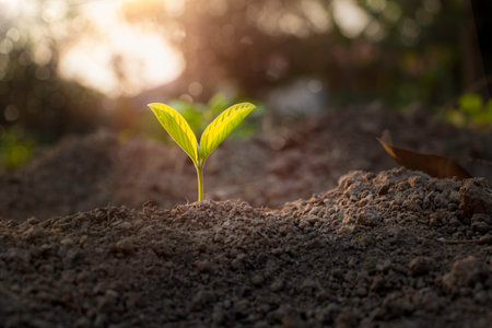 Growing plant,Young plant in the morning light on ground background, New life concept.Small plant on the ground in spring.の写真素材