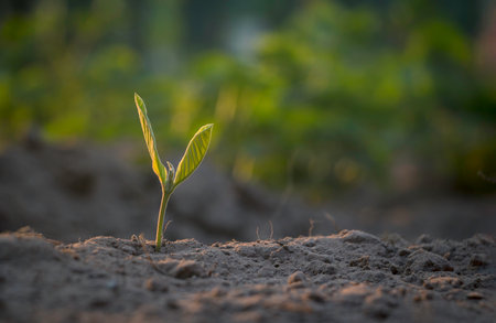 Growing plant,Young plant in the morning light on ground background, New life concept.Small plant on the ground in spring.の写真素材