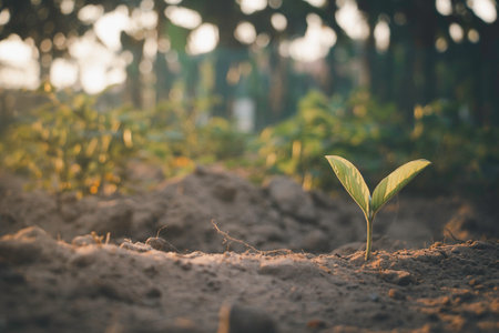 Growing plant,Young plant in the morning light on ground background, New life concept.Small plant on the ground in spring.の写真素材