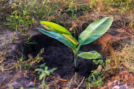 Growing plant,Young plant in the morning light on ground background, New life concept.Small plant on the ground in spring.の写真素材