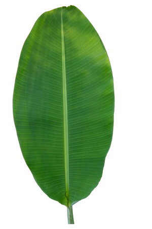 Close-up of banana leaf isolated on white background.Fresh green Banana,Leaf Banana leaf tropical,

Fresh,banana leaf,Fresh green Banana.Photo concept of fresh whole banana and nature background.の写真素材