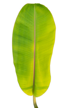 Close-up of banana leaf isolated on white background.Fresh green Banana,Leaf Banana leaf tropical,

Fresh,banana leaf,Fresh green Banana.Photo concept of fresh whole banana and nature background.の写真素材