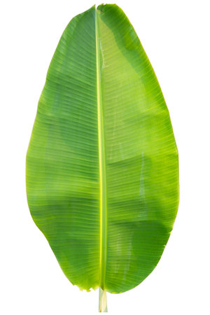 Close-up of banana leaf isolated on white background.Fresh green Banana,Leaf Banana leaf tropical,

Fresh,banana leaf,Fresh green Banana.Photo concept of fresh whole banana and nature background.の写真素材