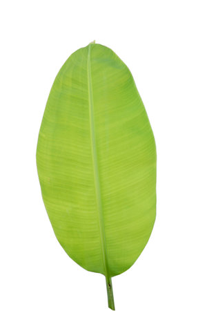 Close-up of banana leaf isolated on white background.Fresh green Banana,Leaf Banana leaf tropical,

Fresh,banana leaf,Fresh green Banana.Photo concept of fresh whole banana and nature background.の写真素材