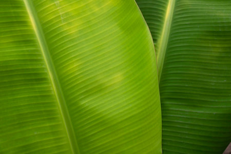 Banana green leaf close up background.Textured,abstract background,leaves,fresh green,photo concept nature and plant.の写真素材