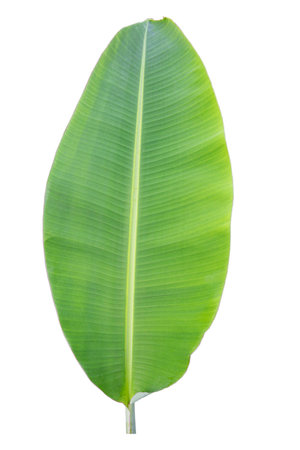 Close-up of banana leaf isolated on white background.Fresh green Banana,Leaf Banana leaf tropical,

Fresh,banana leaf,Fresh green Banana.Photo concept of fresh whole banana and nature background.の写真素材
