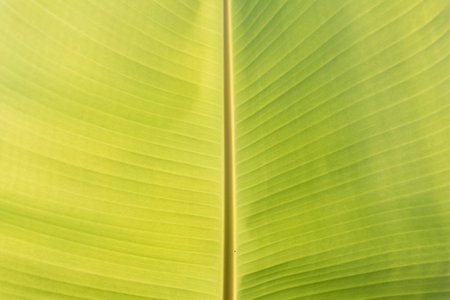 Banana green leaf close up background.Textured,abstract background,leaves,fresh green,photo concept nature and plant.の写真素材