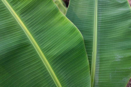 Banana green leaf close up background.Textured,abstract background,leaves,fresh green,photo concept nature and plant.の写真素材