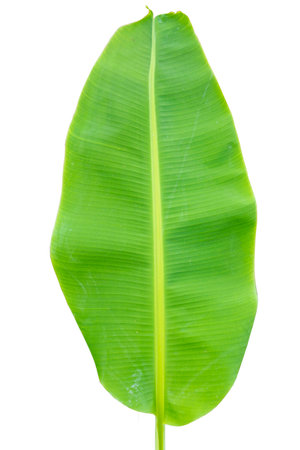 Close-up of banana leaf isolated on white background.Fresh green Banana,Leaf Banana leaf tropical,

Fresh,banana leaf,Fresh green Banana.Photo concept of fresh whole banana and nature background.の写真素材
