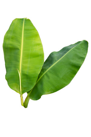 Close-up of banana leaf isolated on white background.Fresh green Banana,Leaf Banana leaf tropical,

Fresh,banana leaf,Fresh green Banana.Photo concept of fresh whole banana and nature background.の写真素材