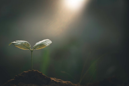 Growing plant,Young plant in the morning light on ground background, New life concept.Small plants on the ground in spring.fresh,seed,Photo fresh and Agriculture concept idea.の写真素材