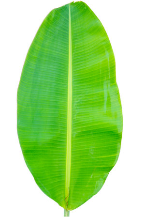 Close-up of banana leaf isolated on white background.Fresh green Banana,Leaf Banana leaf tropical,

Fresh,banana leaf,Fresh green Banana.Photo concept of fresh whole banana and nature background.の写真素材