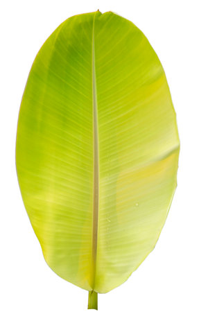 Close-up of banana leaf isolated on white background.Fresh green Banana,Leaf Banana leaf tropical,

Fresh,banana leaf,Fresh green Banana.Photo concept of fresh whole banana and nature background.の写真素材