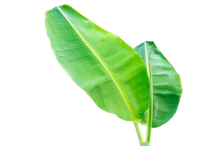 Close-up of banana leaf isolated on white background.Fresh green Banana,Leaf Banana leaf tropical,

Fresh,banana leaf,Fresh green Banana.Photo concept of fresh whole banana and nature background.の写真素材