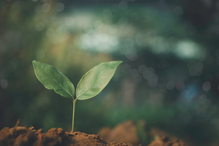 Growing plant,Young plant in the morning light on ground background, New life concept.Small plants on the ground in spring.fresh,seed,Photo fresh and Agriculture concept idea.の写真素材