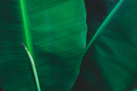 Banana green leaf close up background.Textured,abstract background,leaves,fresh green,photo concept nature and plant.の写真素材