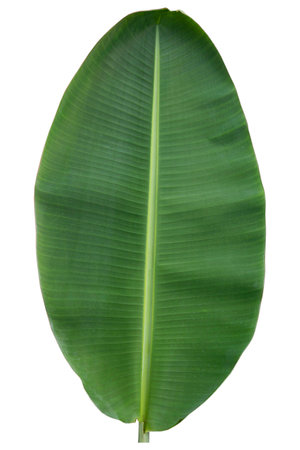 Close-up of banana leaf isolated on white background.Fresh green Banana,Leaf Banana leaf tropical,

Fresh,banana leaf,Fresh green Banana.Photo concept of fresh whole banana and nature background.の写真素材