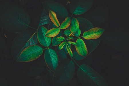 Top view leaf background.Green leaves color tone dark in the morning.Tropical Plant in Thailand,environment,good air.photo concept nature and plant.の写真素材