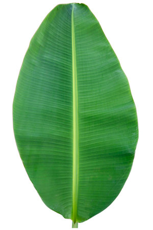 Close-up of banana leaf isolated on white background.Fresh green Banana,Leaf Banana leaf tropical,

Fresh,banana leaf,Fresh green Banana.Photo concept of fresh whole banana and nature background.の写真素材