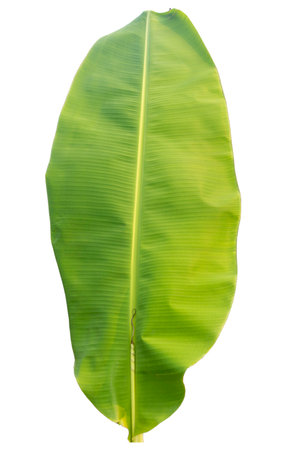 Close-up of banana leaf isolated on white background.Fresh green Banana,Leaf Banana leaf tropical,

Fresh,banana leaf,Fresh green Banana.Photo concept of fresh whole banana and nature background.の写真素材