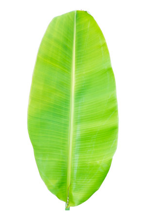 Close-up of banana leaf isolated on white background.Fresh green Banana,Leaf Banana leaf tropical,

Fresh,banana leaf,Fresh green Banana.Photo concept of fresh whole banana and nature background.の写真素材