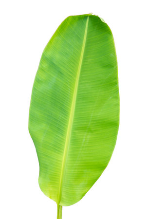 Close-up of banana leaf isolated on white background.Fresh green Banana,Leaf Banana leaf tropical,

Fresh,banana leaf,Fresh green Banana.Photo concept of fresh whole banana and nature background.の写真素材