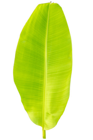 Close-up of banana leaf isolated on white background.Fresh green Banana,Leaf Banana leaf tropical,

Fresh,banana leaf,Fresh green Banana.Photo concept of fresh whole banana and nature background.の写真素材