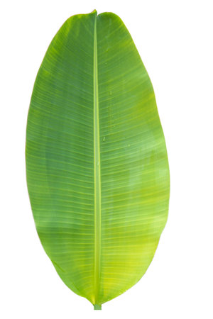 Close-up of banana leaf isolated on white background.Fresh green Banana,Leaf Banana leaf tropical,

Fresh,banana leaf,Fresh green Banana.Photo concept of fresh whole banana and nature background.の写真素材
