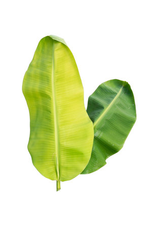 Close-up of banana leaf isolated on white background.Fresh green Banana,Leaf Banana leaf tropical,

Fresh,banana leaf,Fresh green Banana.Photo concept of fresh whole banana and nature background.の写真素材