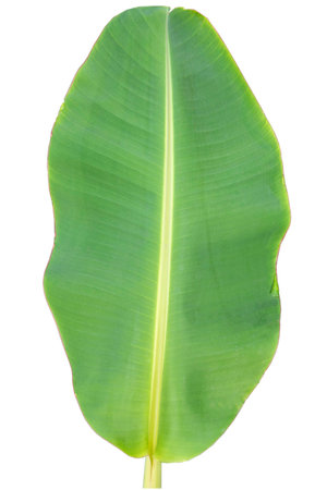 Close-up of banana leaf isolated on white background.Fresh green Banana,Leaf Banana leaf tropical,

Fresh,banana leaf,Fresh green Banana.Photo concept of fresh whole banana and nature background.の写真素材