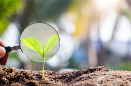 Hand holding magnifying glass and growing green plant on soil with sunlight.の写真素材