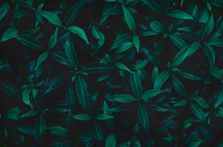 Green leaves background.Green leaves color tone dark in the morning.Tropical Plant in Thailand,environment,good air,fresh.photo concept nature and plant.の写真素材